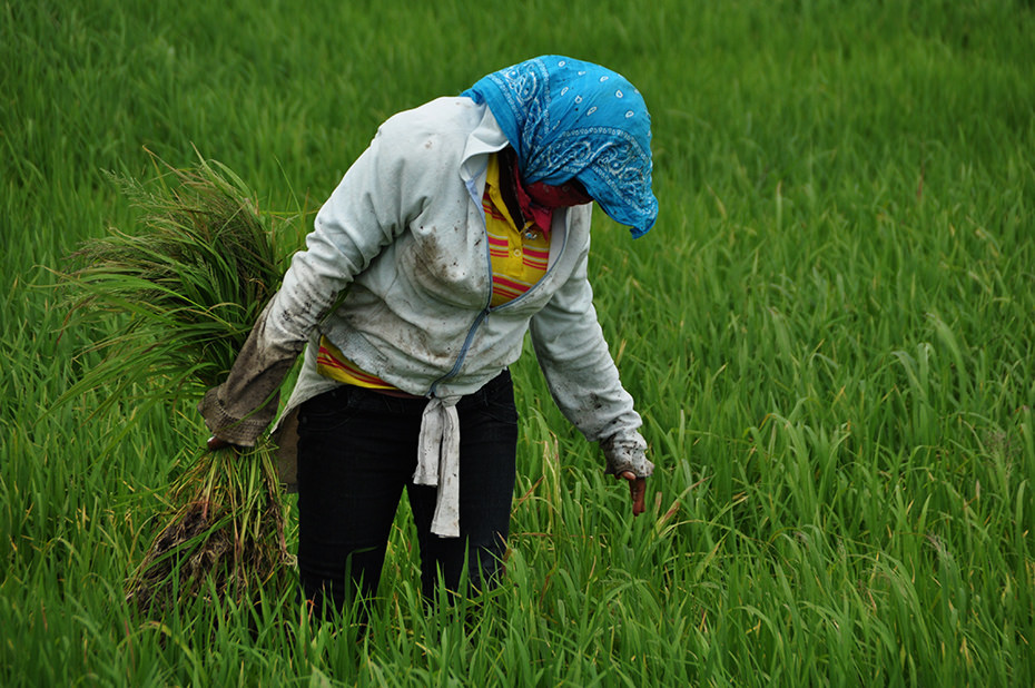 rice field worker